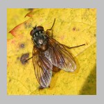 Phaonia rufiventris - Echte Fliege w04.jpg